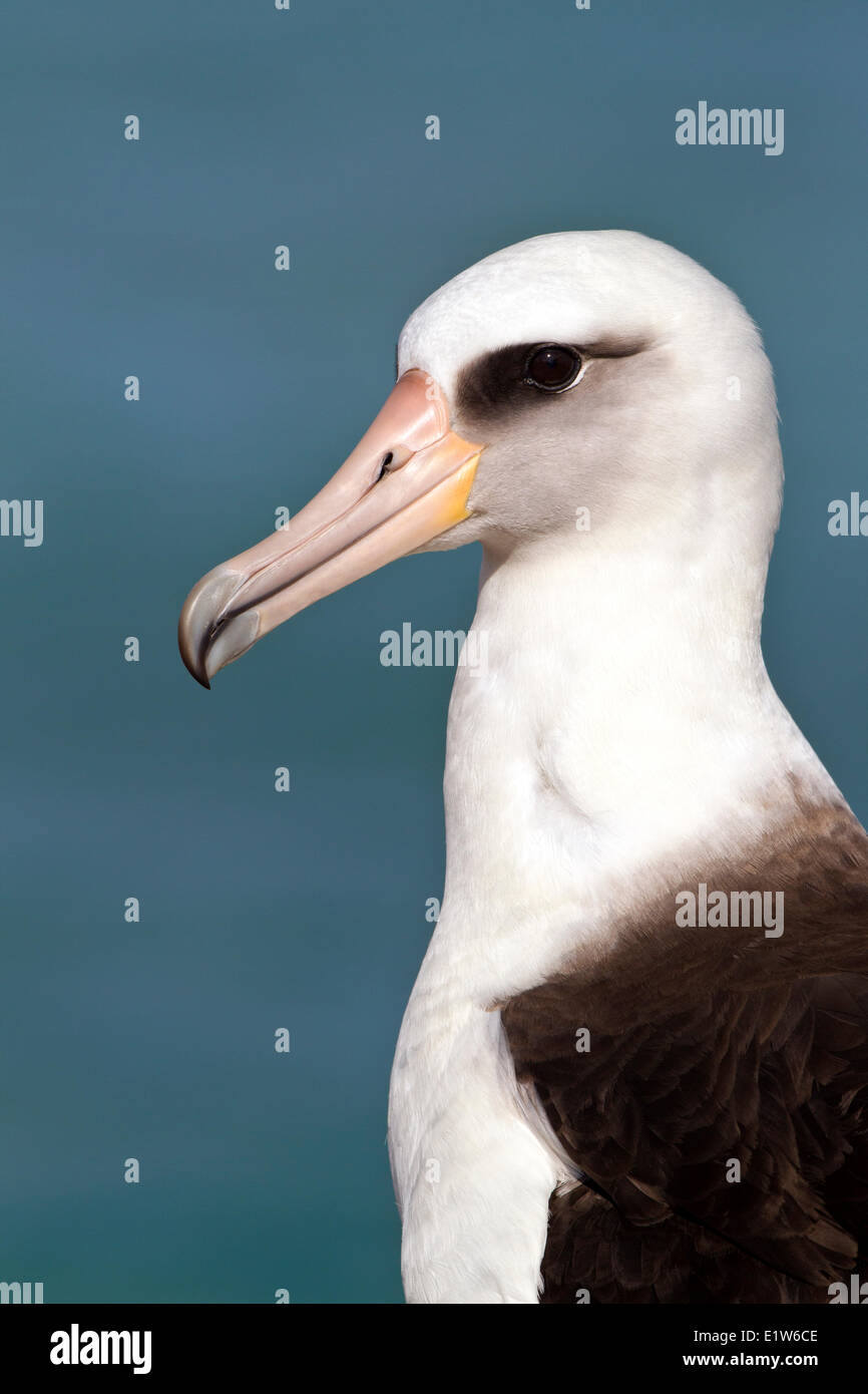 Laysan Albatros (Phoebastria Immutabilis) Sand Island Midway Atoll National Wildlife Refuge Northwest Hawaii-Inseln. Dies Stockfoto