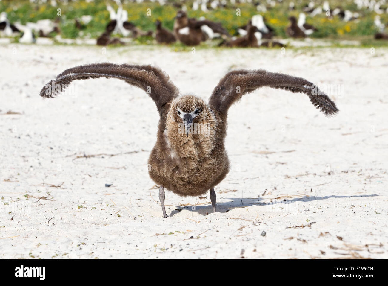 Laysan Albatros (Phoebastria Immutabilis) Küken Ausübung Flügel Sand Insel Midway Atoll National Wildlife Refuge Nordwest Stockfoto