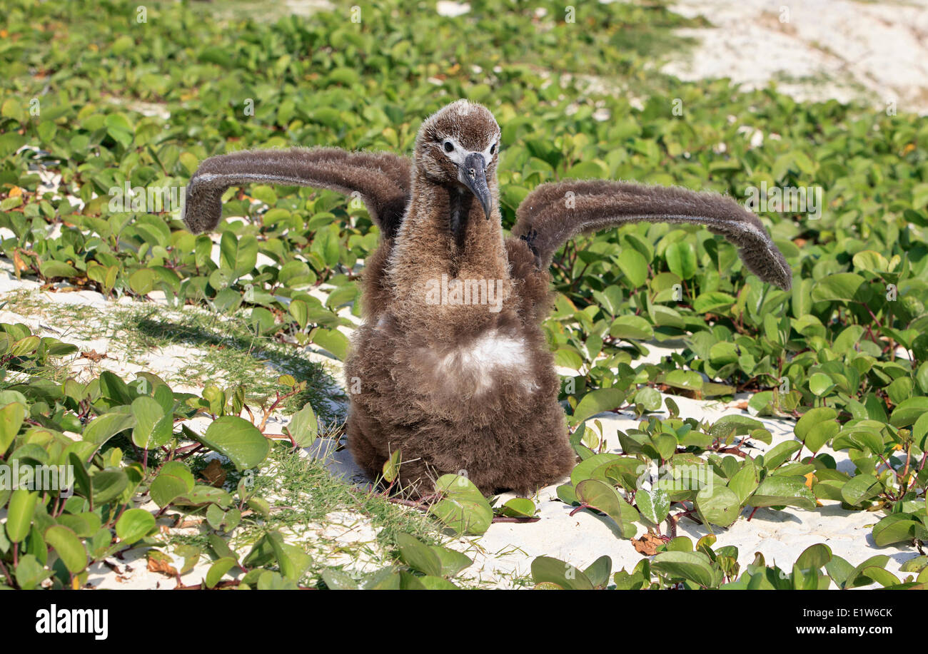 Laysan Albatros (Phoebastria Immutabilis) Küken Ausübung Flügel unter Strand Prunkwinde (Ipomea Pes-Caprae) Sand Island Stockfoto