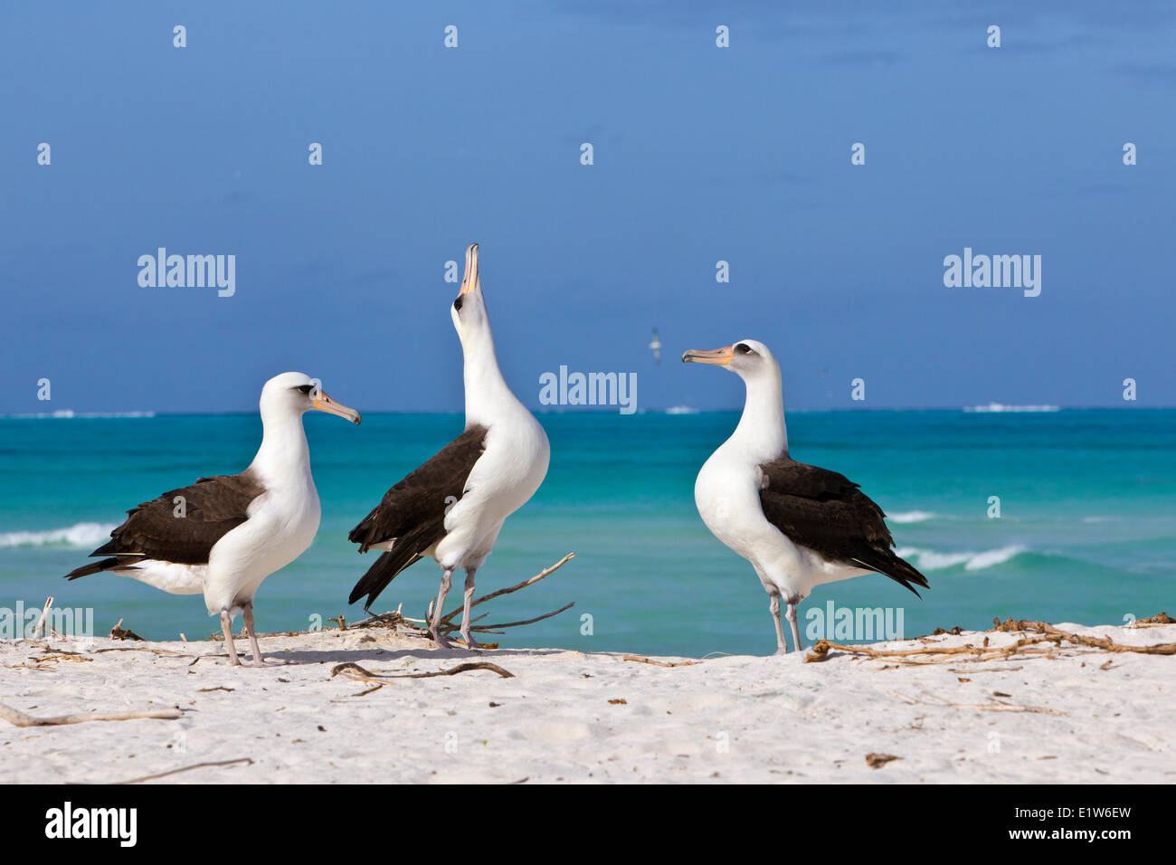 Laysan Albatros (Phoebastria Immutabilis) Balz unter jungen Vögel suchen permanent paar Bond Sand Insel Midway-Atoll Stockfoto