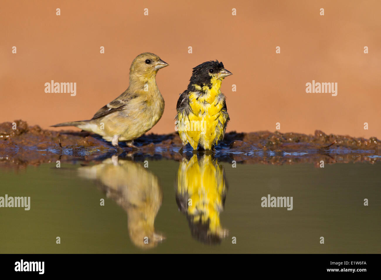 Geringerem Stieglitz (Zuchtjahr Psaltria) männlich weiblich am Teich trinken Bad Laguna Seca Ranch in der Nähe von Edinburg South Texas. Stockfoto