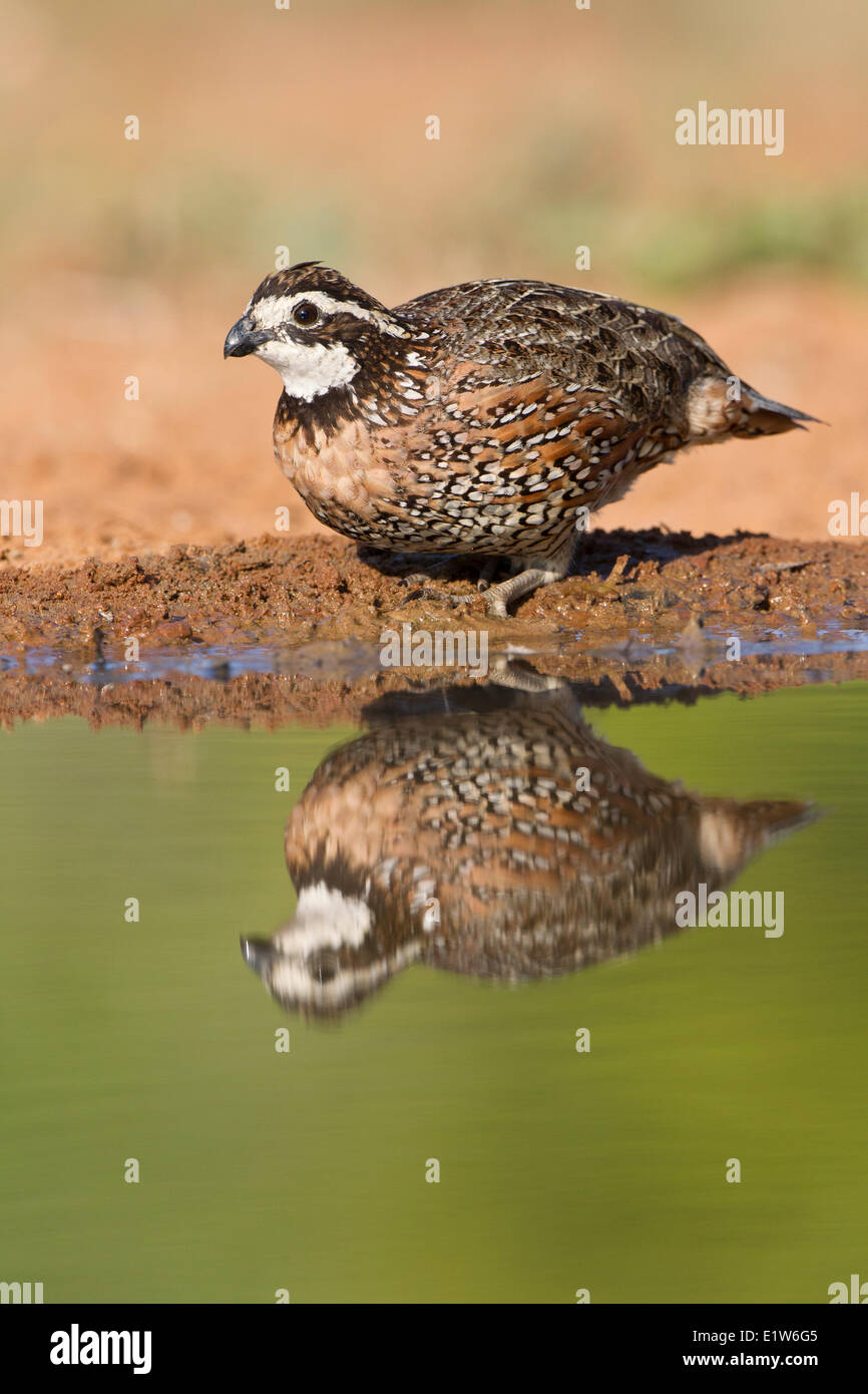 Nördlichen Wachtel (Colinus Virginianus), männliche am Teich zu trinken, Laguna Seca Ranch, in der Nähe von Edinburg, Süd-Texas. Stockfoto