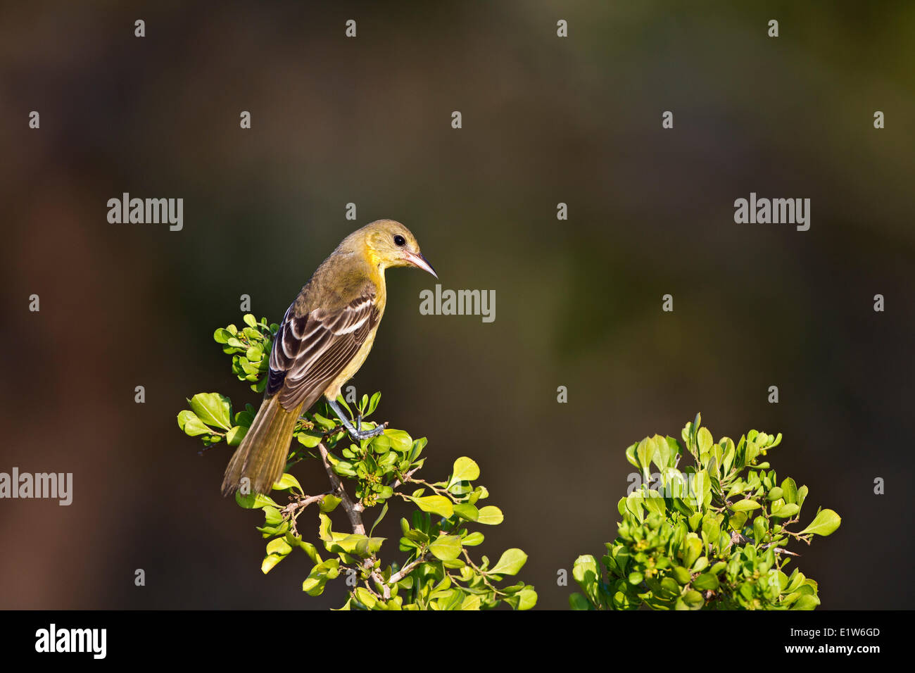 Obstgarten Pirol (Ikterus Spurius), Weiblich, Laguna Seca Ranch in der Nähe von Edinburg, Süd-Texas. Stockfoto