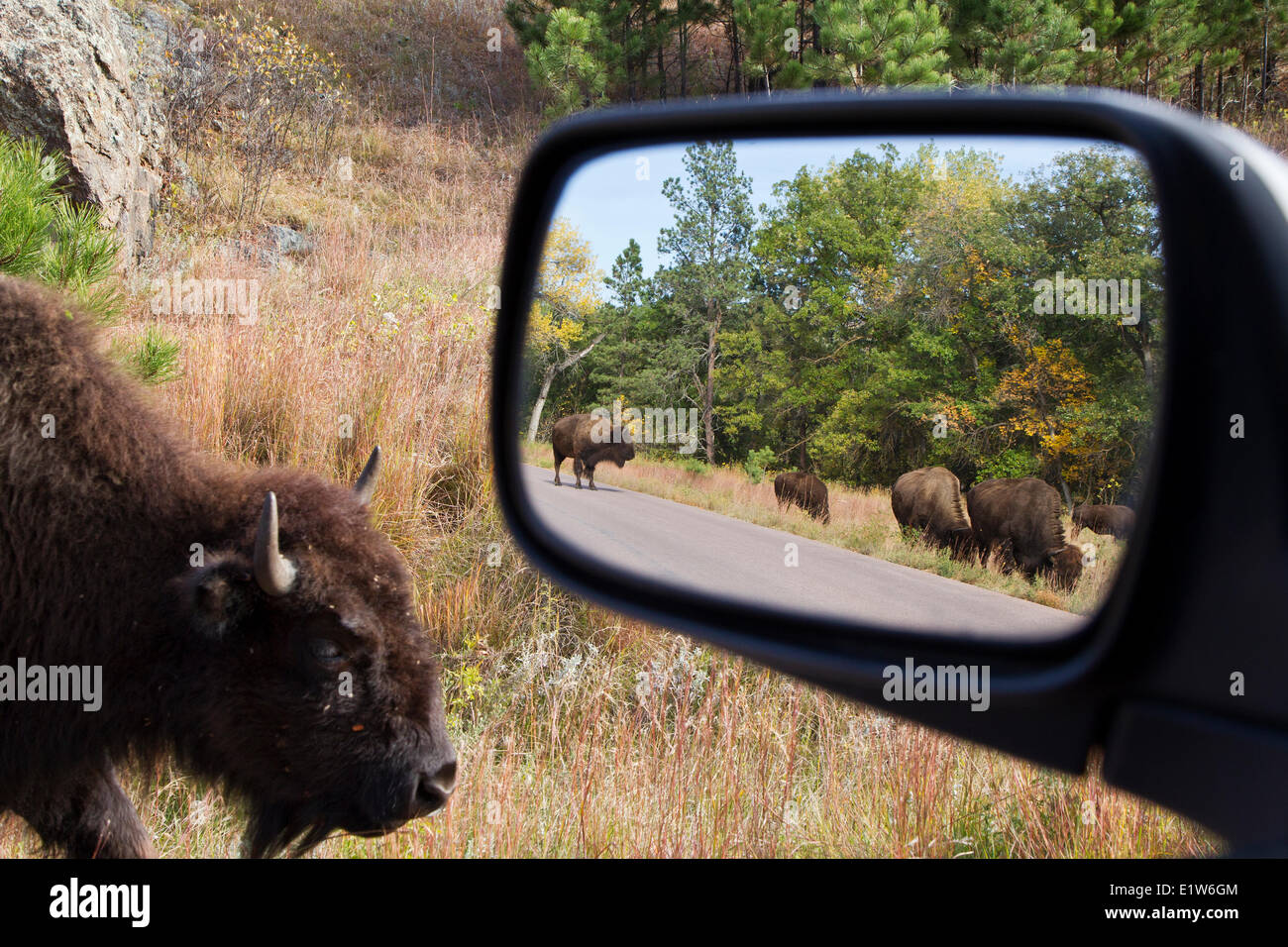 Prärie-Bison (Bison Bison Bison) im Rückspiegel, Custer State Park in South Dakota. Stockfoto