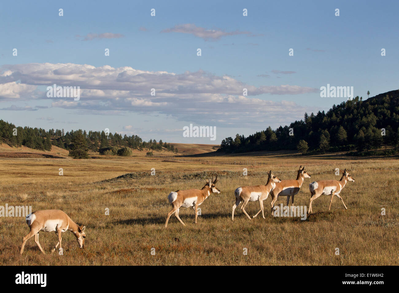 Gabelbock (Antilocapra Americana), buck und tut, Custer State Park in South Dakota. Stockfoto