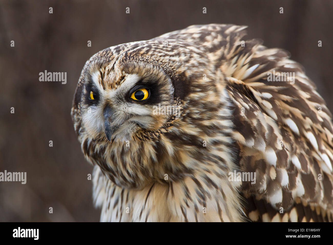 Sumpfohreule (Asio Flammeus), Weiblich, Boundary Bay, British Columbia. Stockfoto