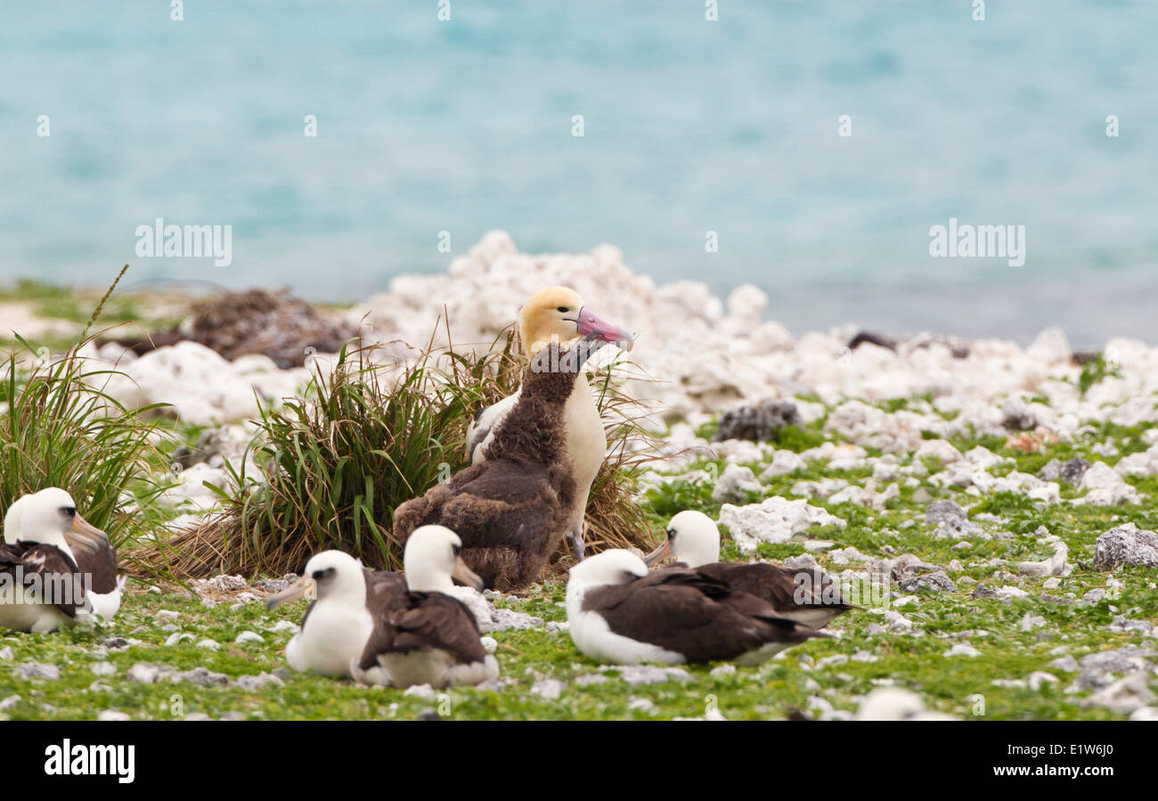 Kurzschwanz-Albatros (Phoebastria Albatrus) Küken betteln männlich für Lebensmittel östlichen Insel Midway Atoll National Wildlife Refuge Stockfoto