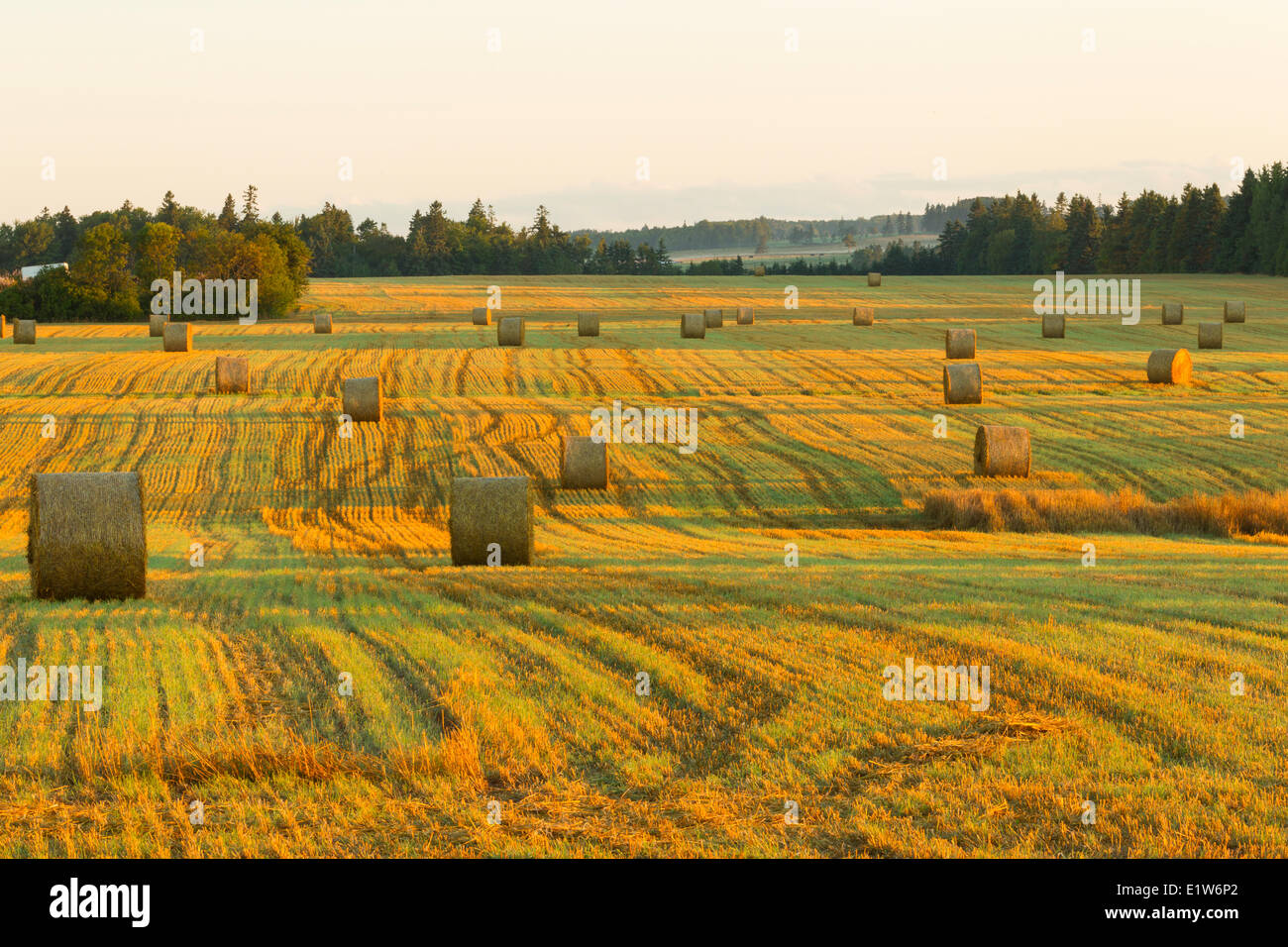 Ballen Heu, Clyde River, Prince Edward Island, Canada Stockfoto