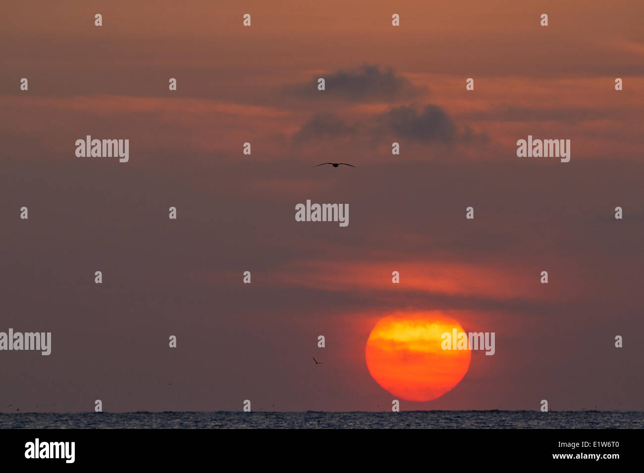 Sonnenuntergang mit fliegenden Albatros (Phoebastria spp.), Sand Island, Midway Atoll National Wildlife Refuge, nordwestlichen Hawaii-Inseln. Stockfoto