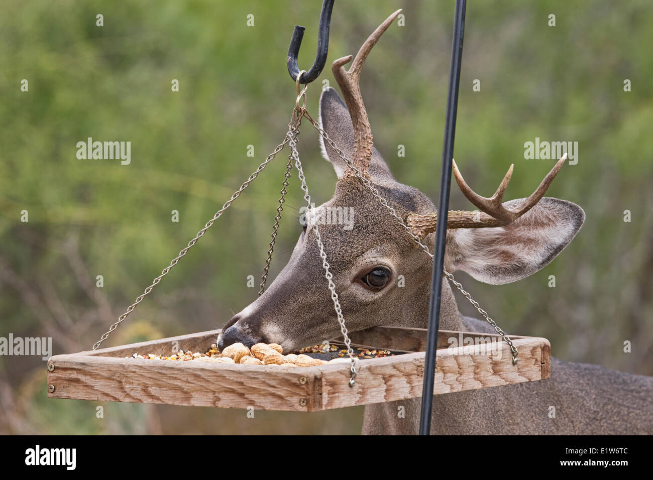 Junge Seeadler Buck (Odocoileus Virginianus), Essen von Vogelhäuschen, Martin Refugium, in der Nähe von Edinburg, Süd-Texas. Stockfoto