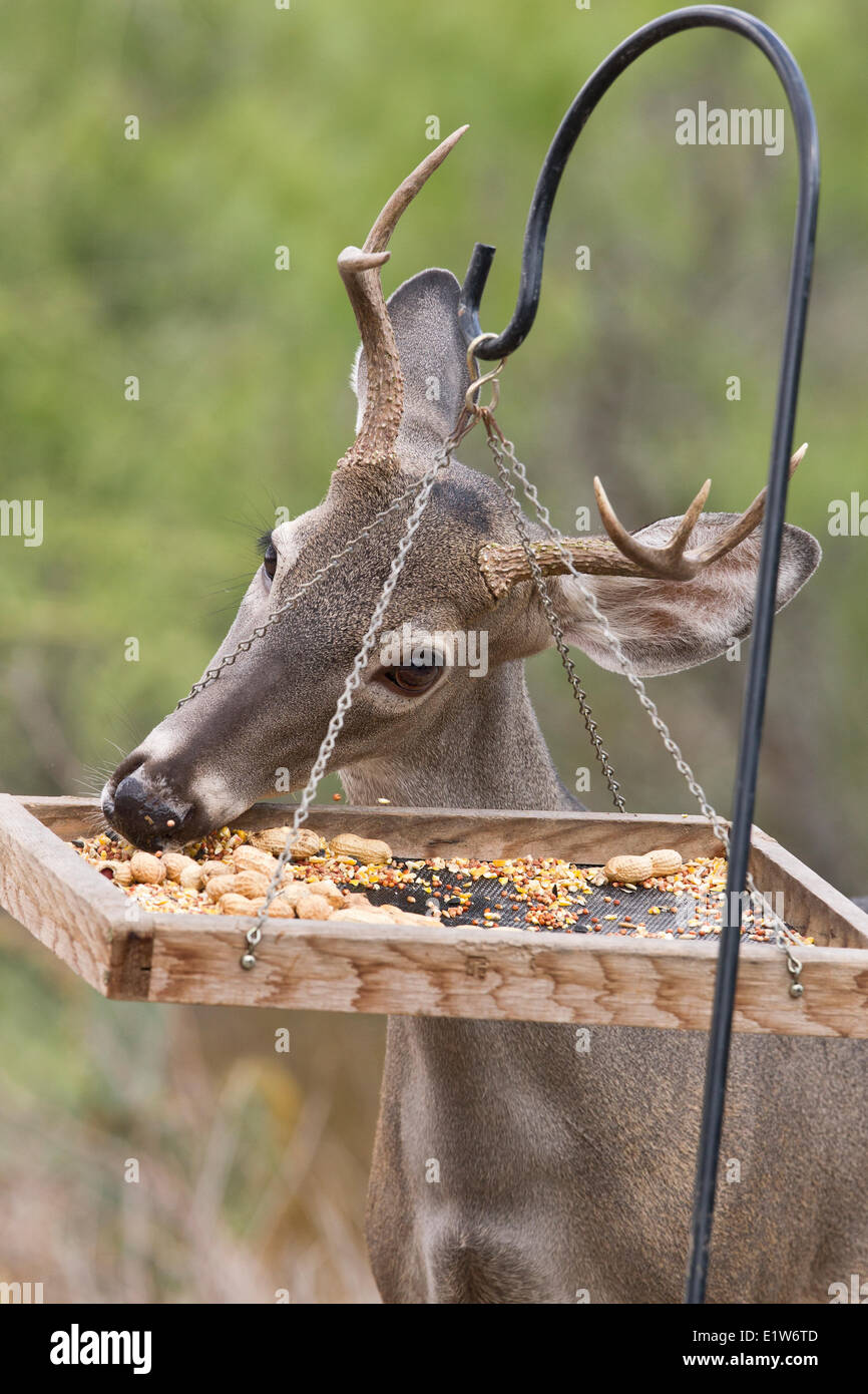 Junge Seeadler Buck (Odocoileus Virginianus), Essen von Vogelhäuschen, Martin Refugium, in der Nähe von Edinburg, Süd-Texas. Stockfoto
