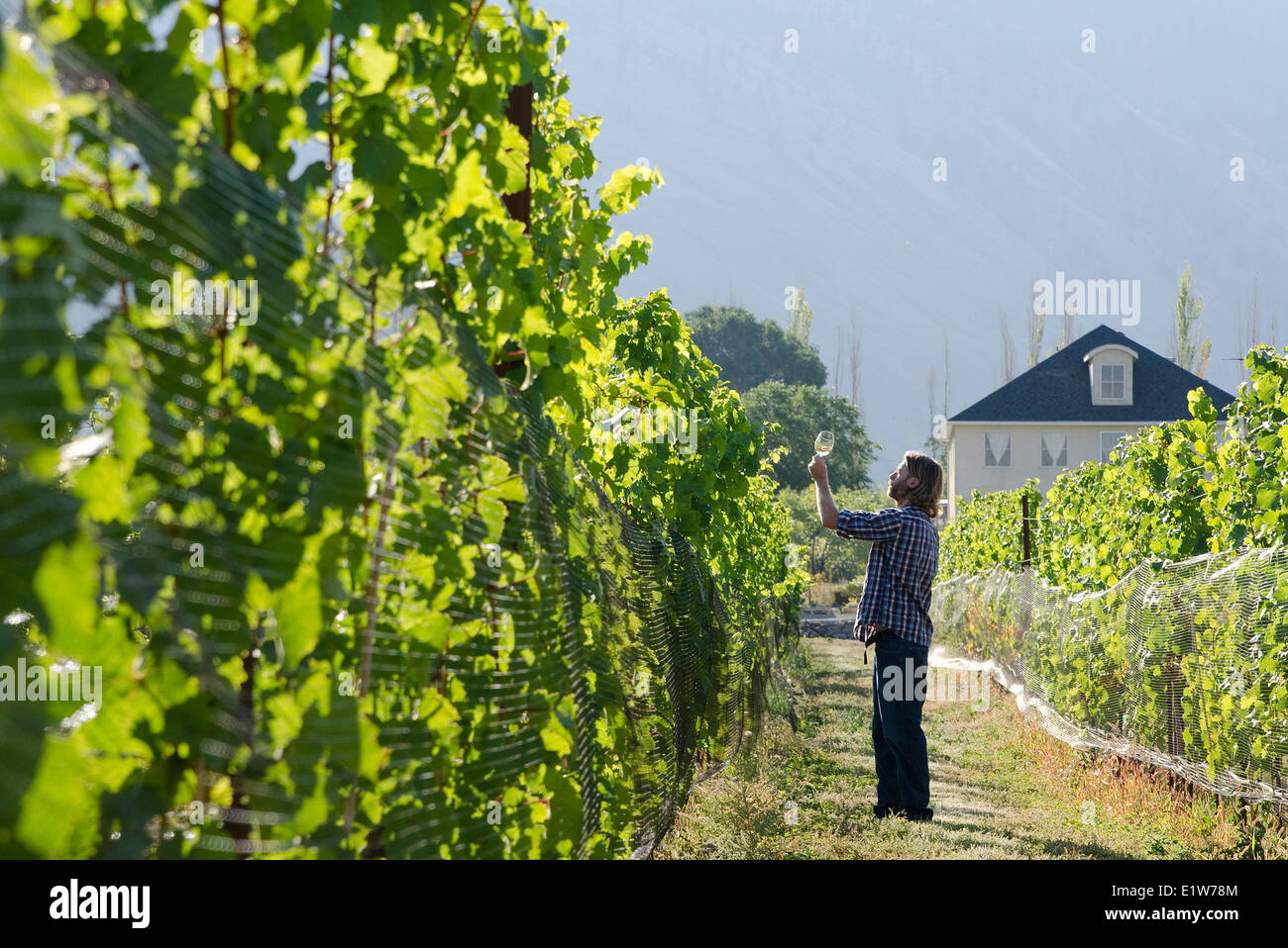 Winzer Proben Wein in den Weinbergen von Eau Vivre Weingut in Keremeos im Großraum Similkameen von British Columbia, Kanada Stockfoto