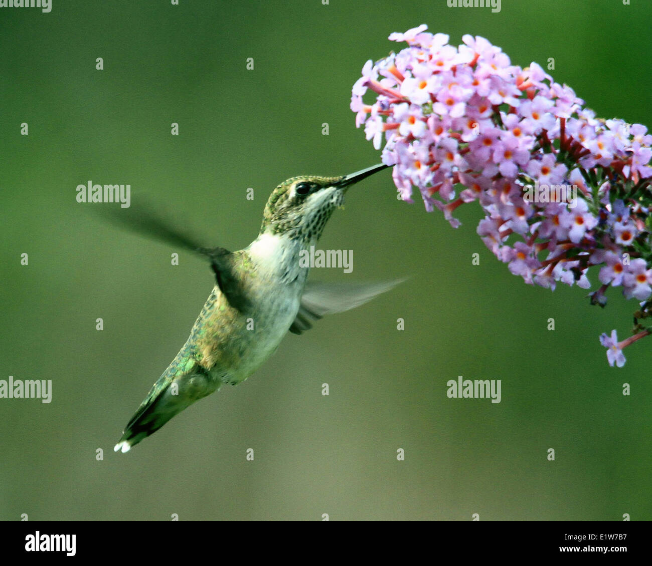Weibliche Rubin-throated Kolibri, Archilochos Colubris, Fütterung auf Wolfsmilch Stockfoto