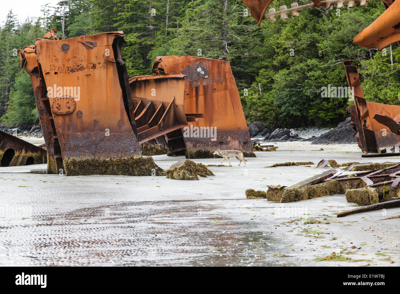 Ein einsamer Timber Wolf (Canus Lupus) streift unter den Überresten einer alten Schiffswrack Louie Bay auf Nootka Island in British Columbia Kanada. Stockfoto