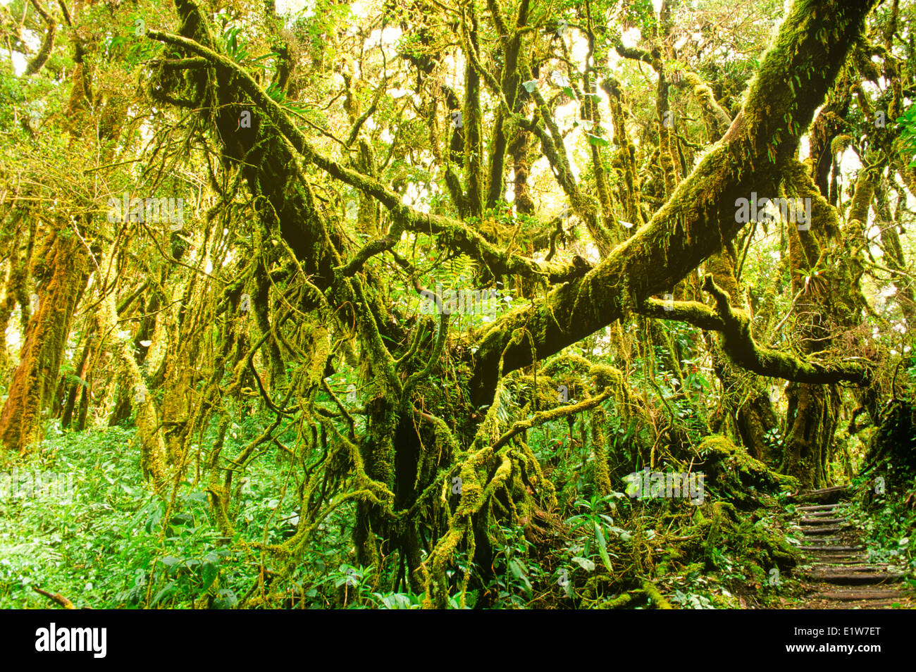 Moos bedeckt Eichenwald, Vulkan Barva Trail, Braulio Carrillo Nationalpark, Costa Rica Stockfoto