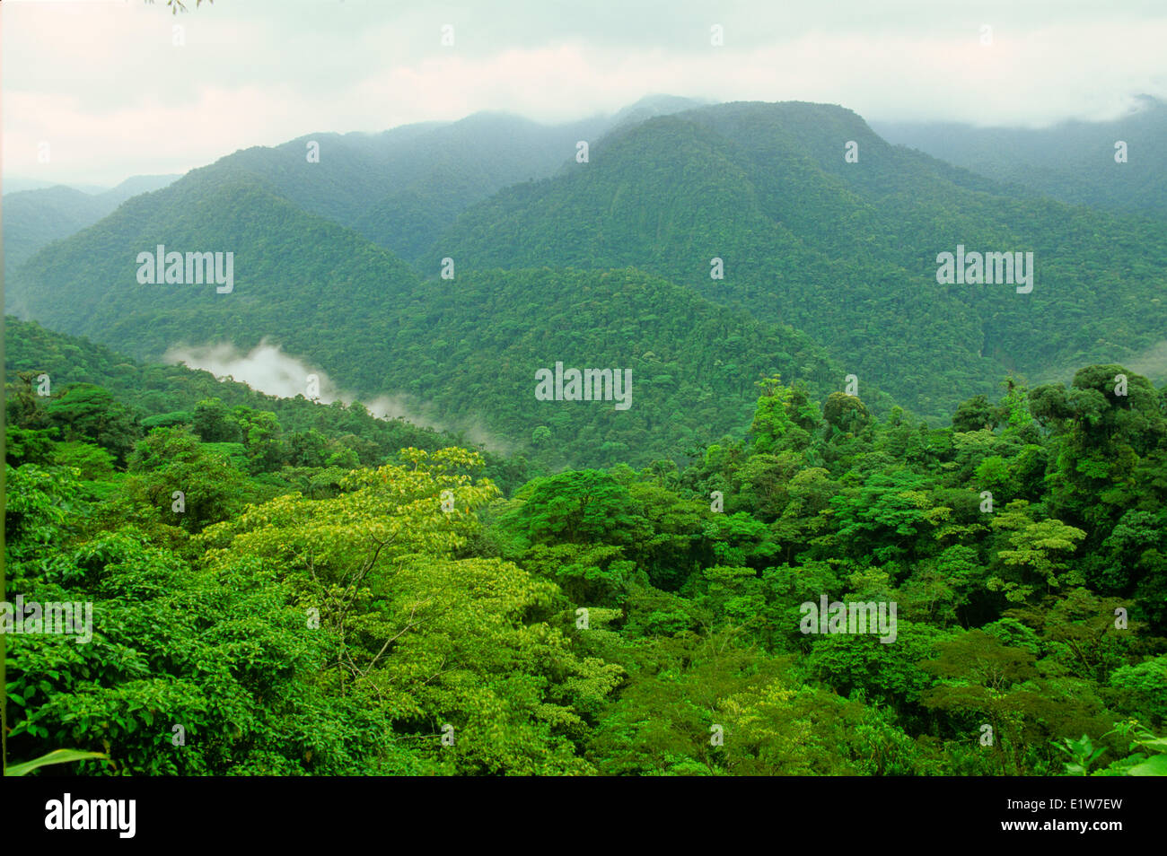 Nebelwald, Braulio Carrillo Nationalpark, Costa Rica Stockfoto