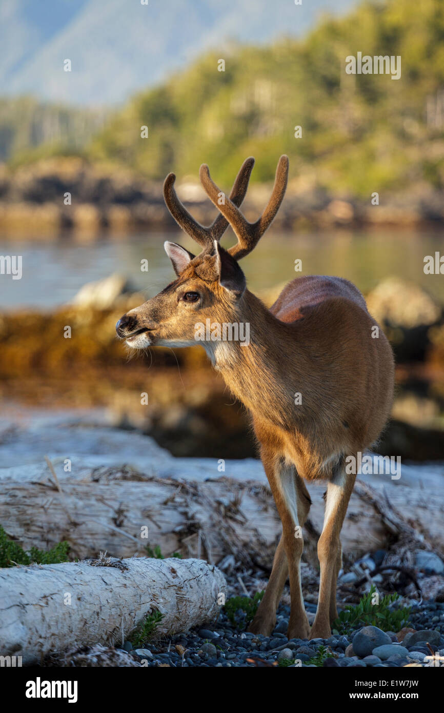 Die untergehende Sonne erhellt ein einsamer Buck schwarz Tailed Deer (Odocoileus Hemionus Columbianus) Fütterung auf einer Insel im Nuchatlitz Stockfoto