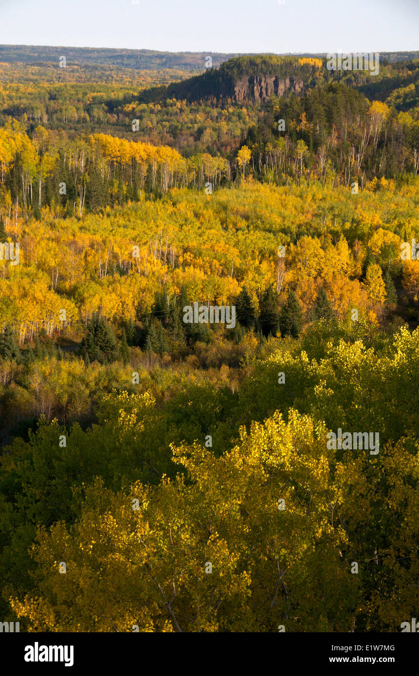 Aspen, Birke, Kiefer und Fichte Bäume im Herbst. Nord-Ontario, Kanada. Stockfoto