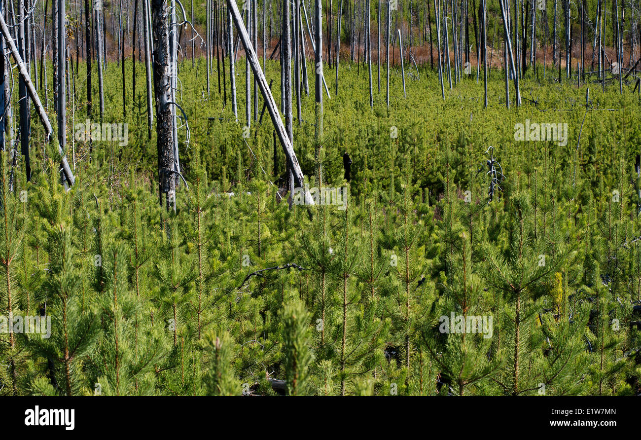 Lodgepole Pine (Pinus Contorta) Regeneration nach dem Waldbrand Rutsche See neben dem Okanagan Mountain Provincial Park South Stockfoto