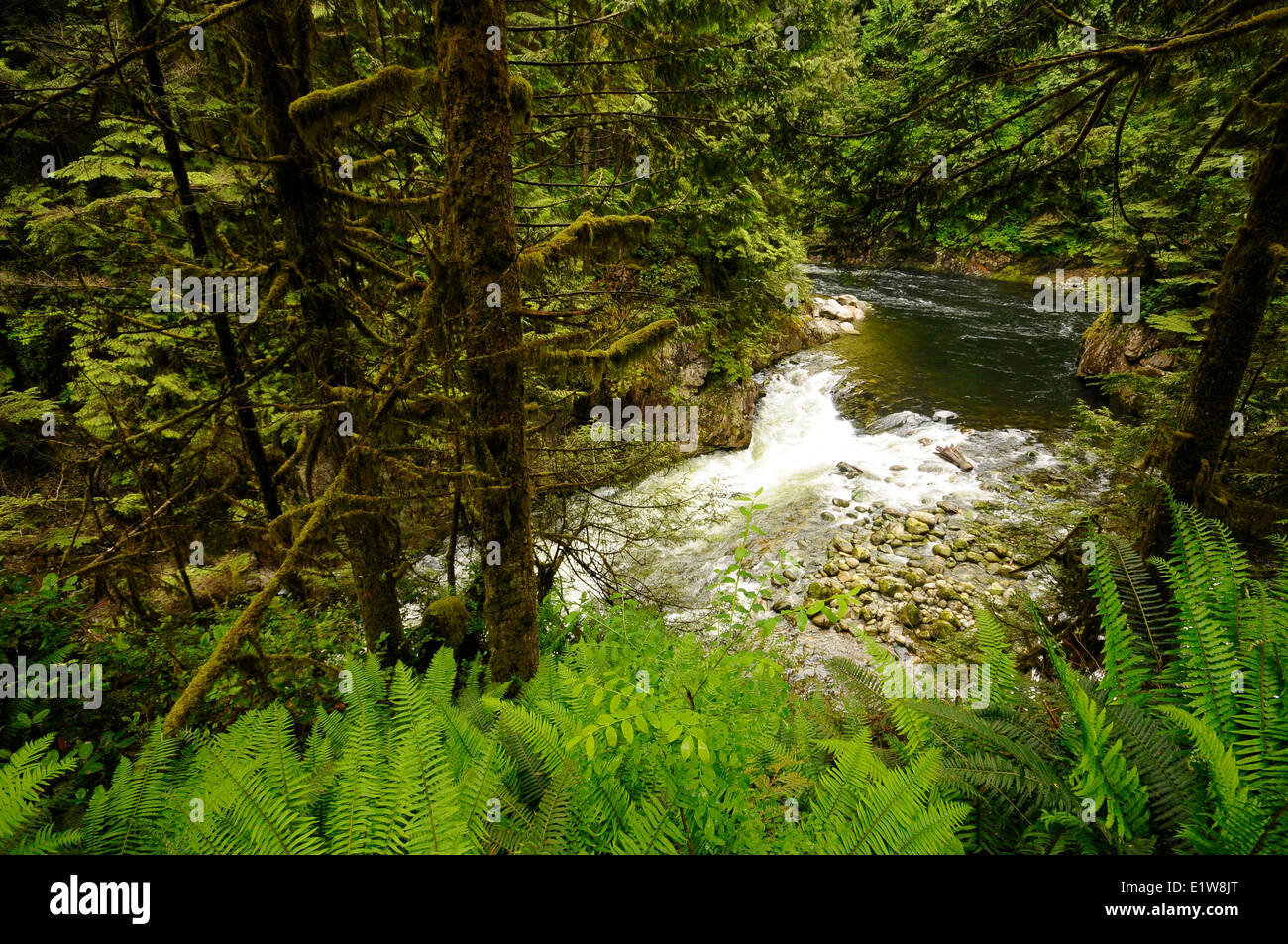 Regenwald und Trail Szenen in Capilano River Regional Park, North Vancouver, British Columbia, Kanada Stockfoto