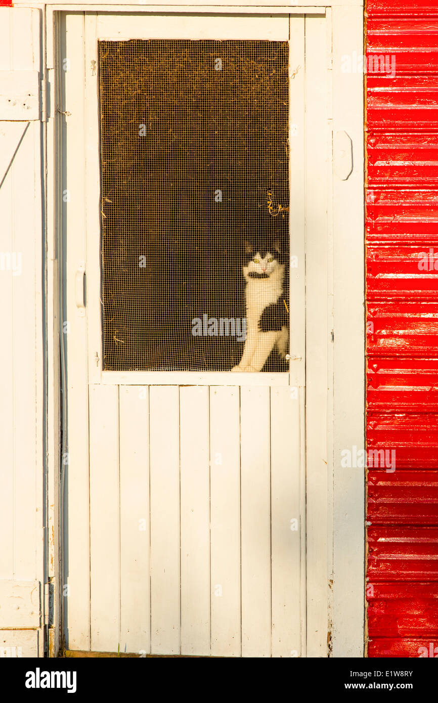 Katze im Bildschirm Tür, Emerald Junction, Prince Edward Island, Canada Stockfoto