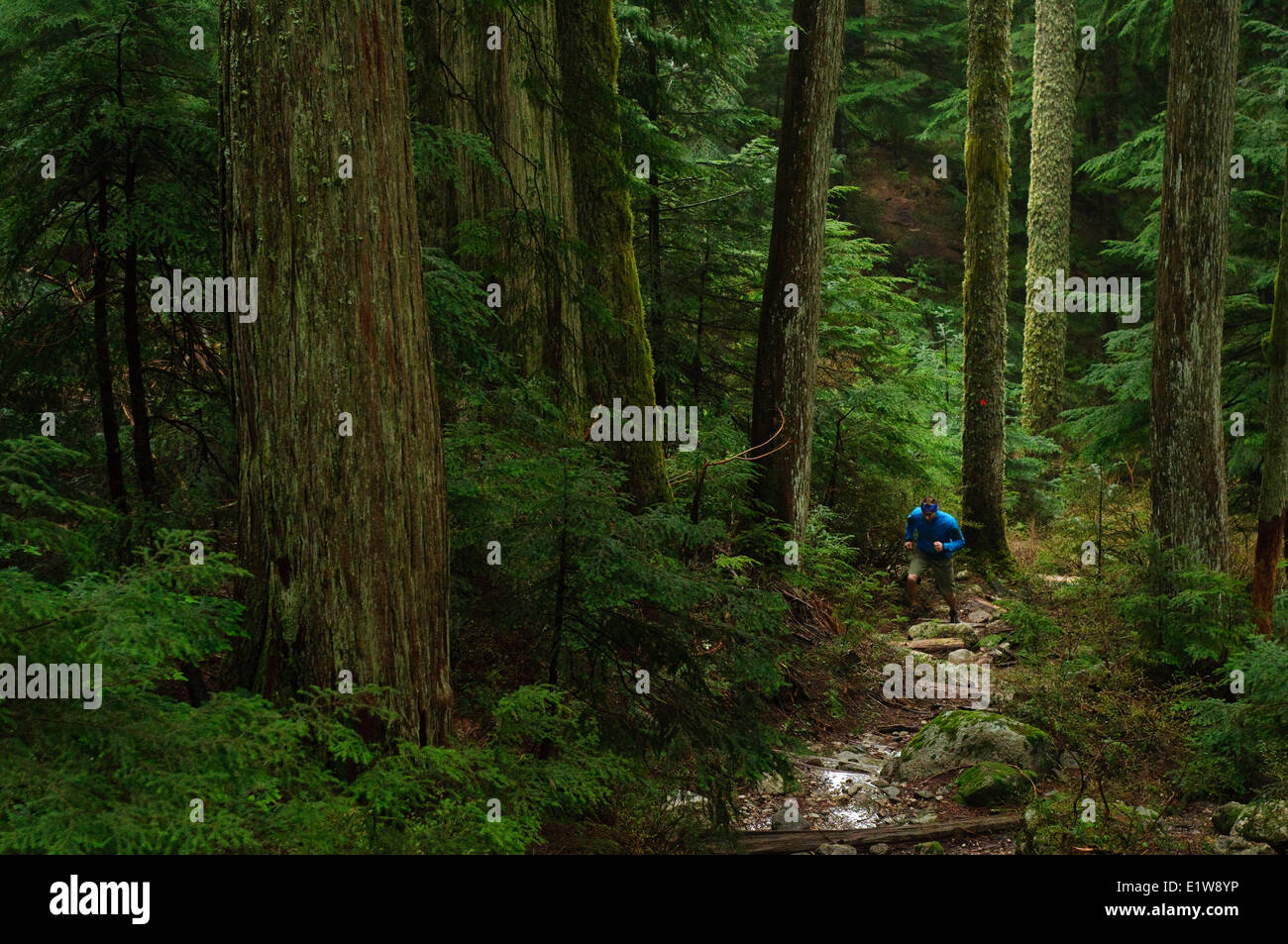 Trail-running-auf die Brüder Creek Schleife. Hollyburn Berg. West Vancouver, Britisch-Kolumbien. Kanada Stockfoto