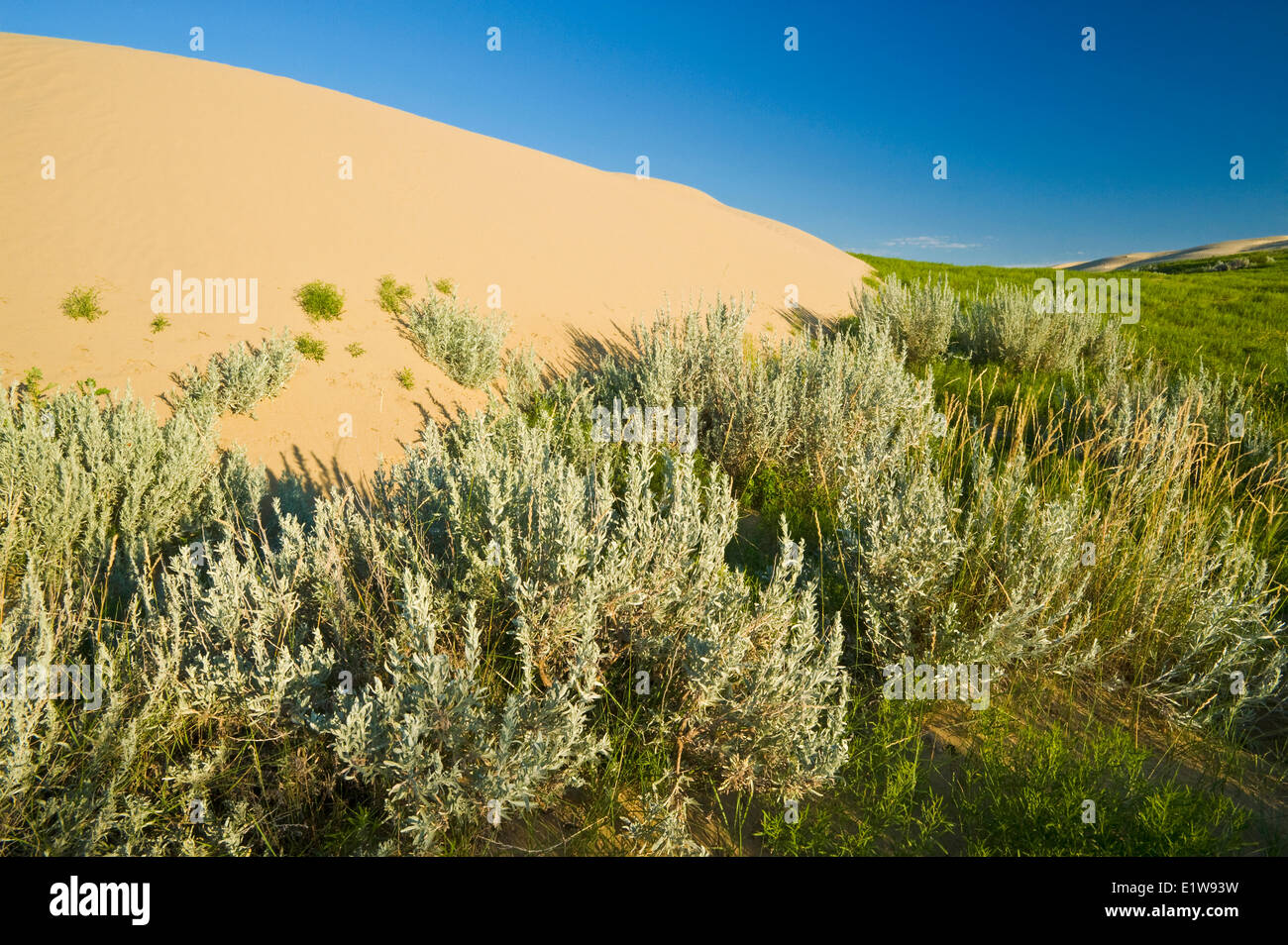 Rand der Sanddünen, bevölkert von Beifuß, die großen Sandhügel, in der Nähe von Zepter, Saskatchewan, Kanada Stockfoto