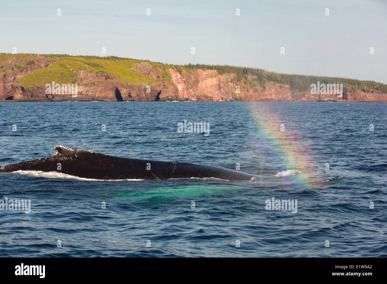 Buckelwal spritzenden, (Impressionen Novaeangliae, Witless Bay Ecological Reserve, Neufundland, Kanada Stockfoto