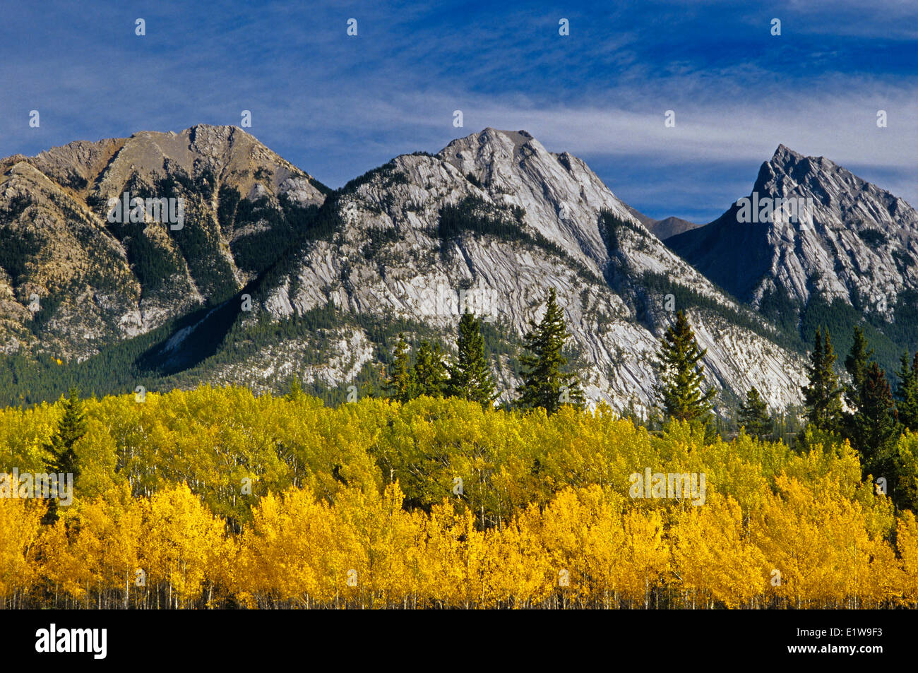 Die kanadischen Rocky Mountains im Herbst entlang der David Thompson Highway, Alberta, Kanada Stockfoto