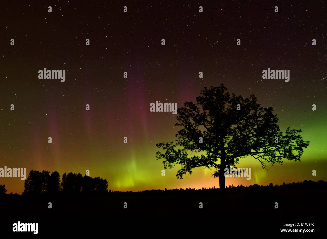 Aurora Borealis und Bur-Eiche (Quercus Macrocarpa), Vögel Hill Provincial Park, Manitoba, Kanada Stockfoto