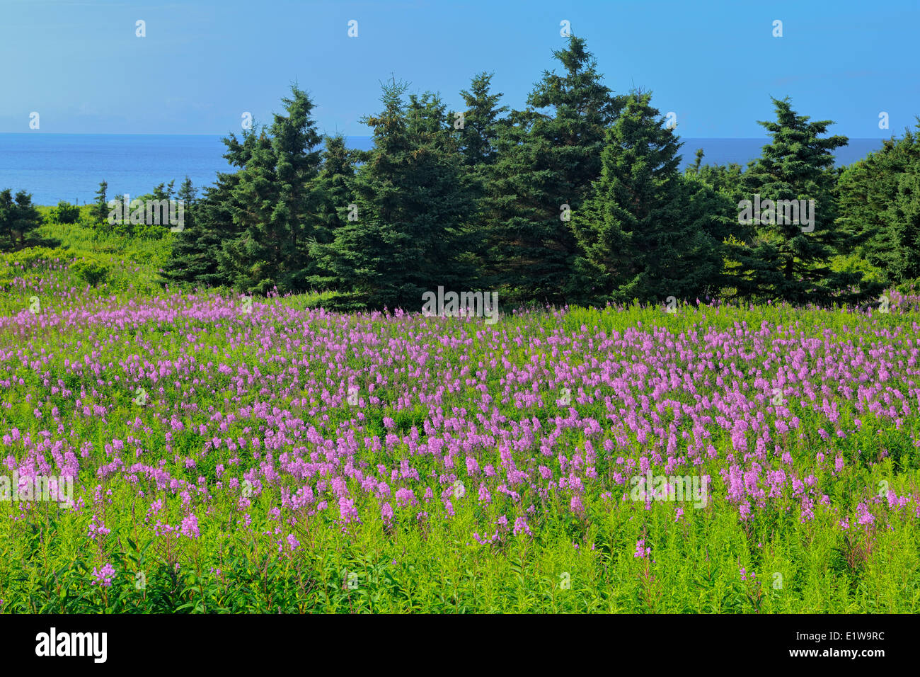 Weidenröschen Wildblumen und Fichten, Burton, Prince Edward Island, Canada Stockfoto