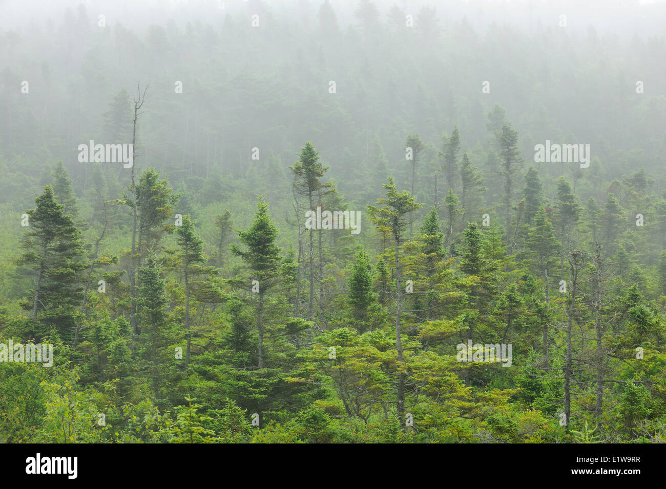 Fichten in Nebel, Brier Island, Nova Scotia, Kanada Stockfoto