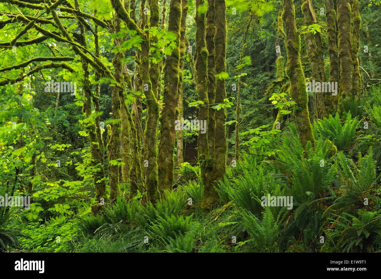 Üppigen immergrünen Wald, Goldstream Provincial Park in British Columbia, Kanada Stockfoto