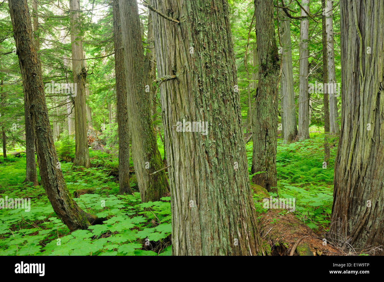 Alten Waldbestands in gemäßigten Regenwald im Landesinneren unterwegs Hemlock Grove, Glacier National Park, Britisch-Kolumbien, Kanada Stockfoto