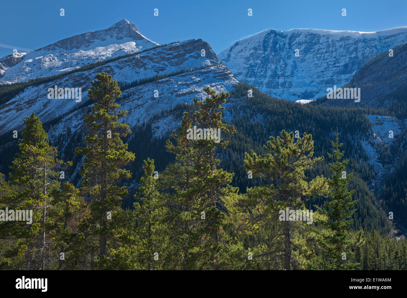 Lodgepole Kiefern und den kanadischen Rocky Mountains, Jasper Nationalpark, Alberta, Kanada Stockfoto