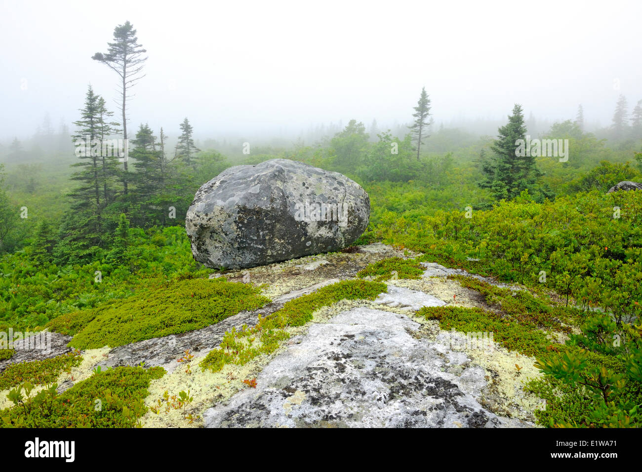 Lebensraum (Rock Fichte) entlang des Weges führen bis zum Atlantik Kejimkujik National Park am Meer Adjunct Nova Scotia Kanada Stockfoto