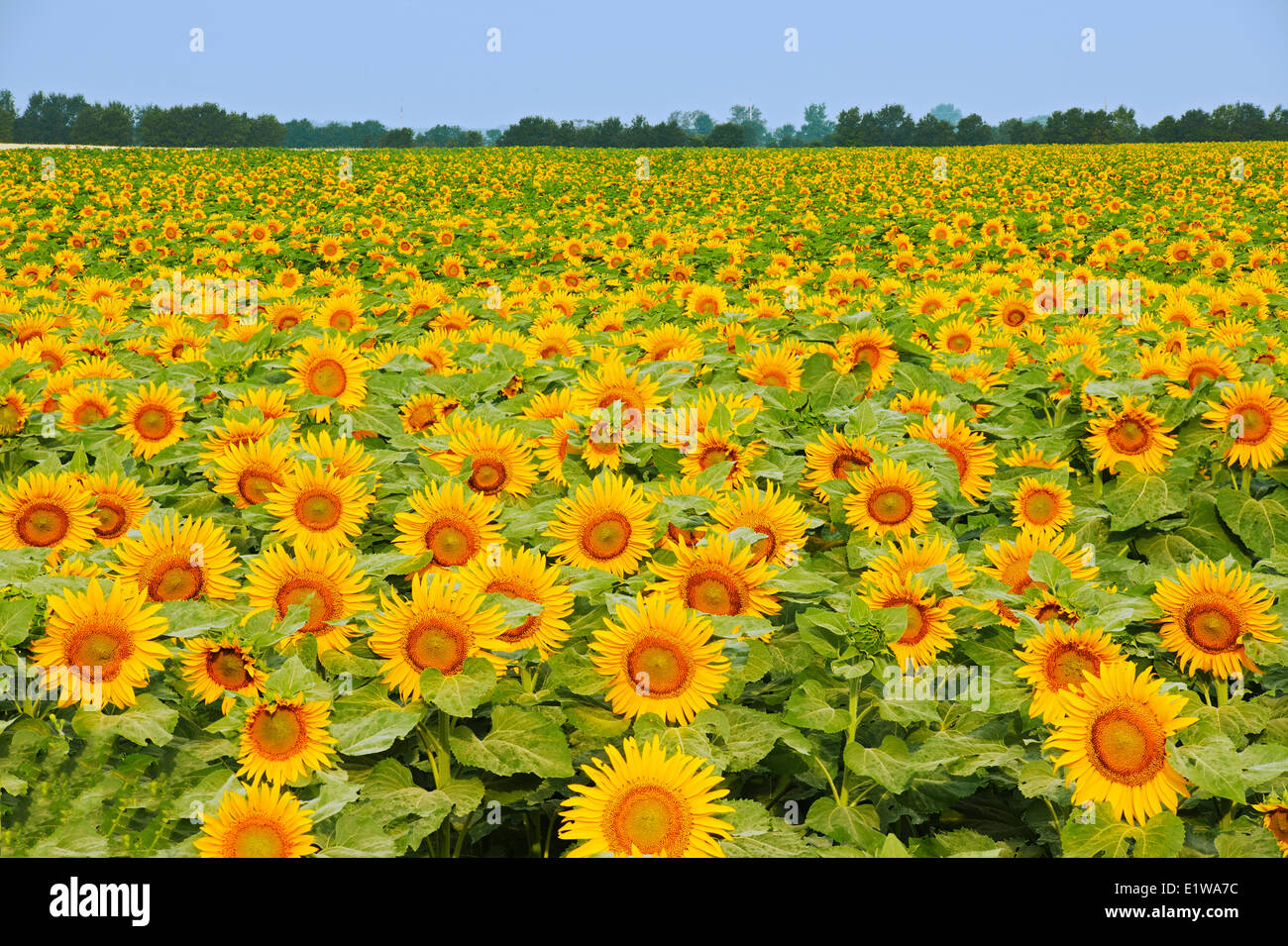 Feld von Sonnenblumen, Dugald, Manitoba, Kanada Stockfoto