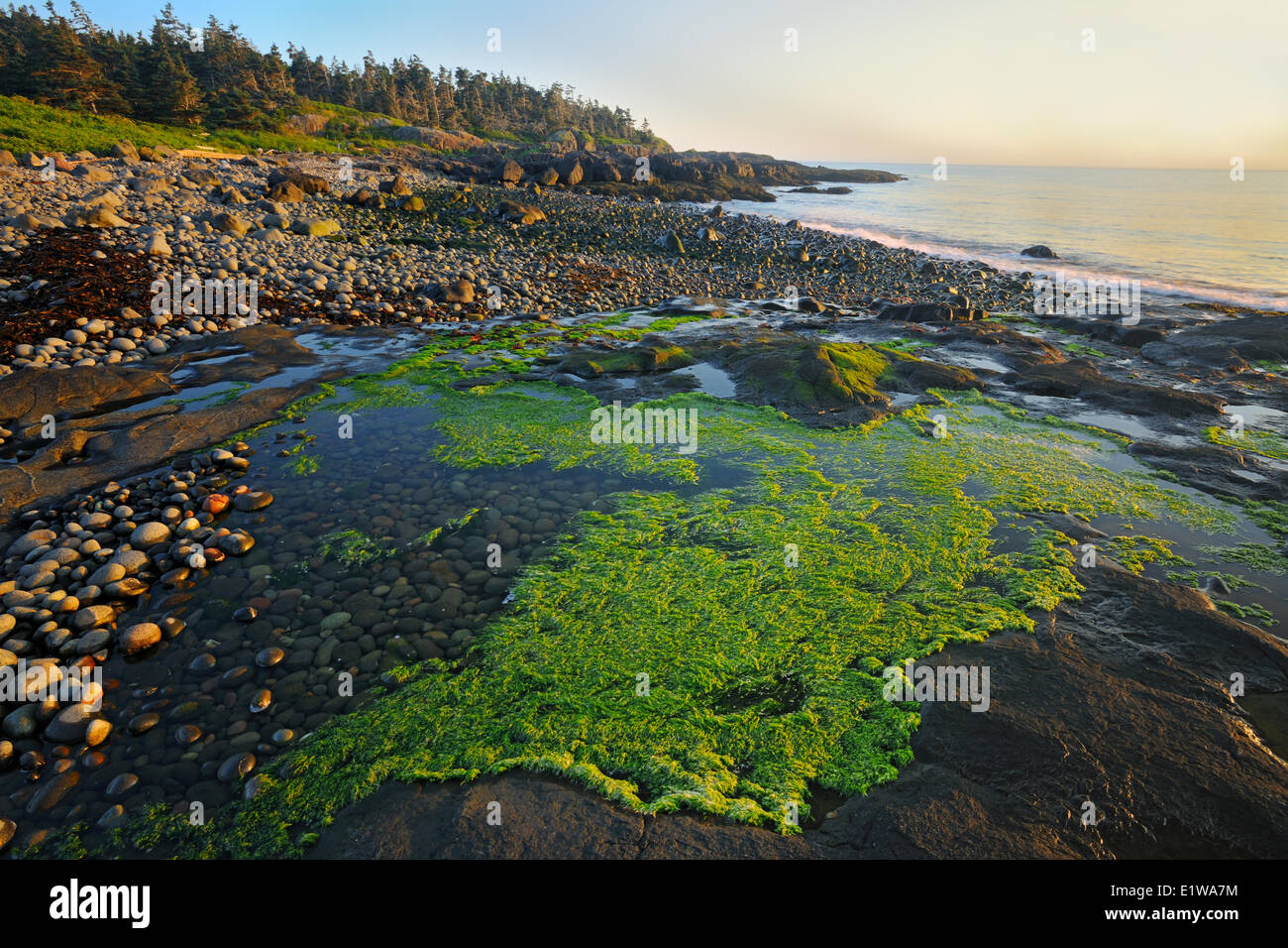 Sonnenuntergang am Strand mit Algen Blüte Cove, Long Island, Nova Scotia, Kanada Stockfoto