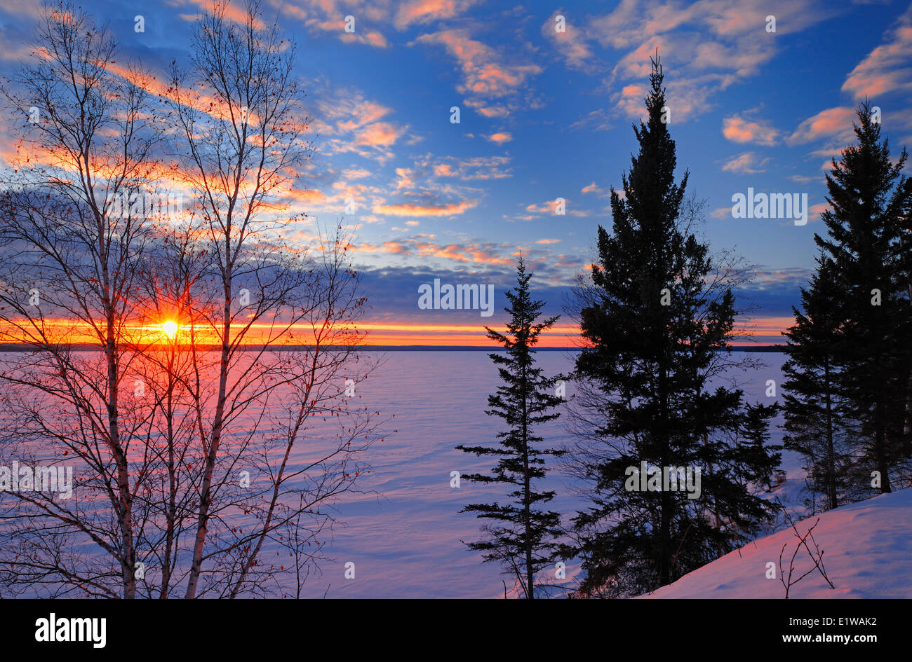 Birke bei Sonnenuntergang auf Waskesiu See, Prince Albert National Park, Saskatchewan, Kanada Stockfoto