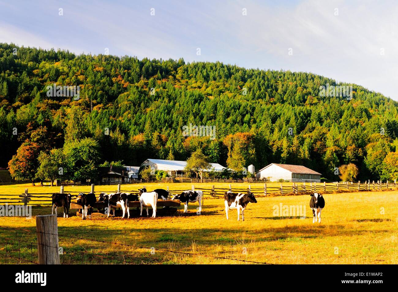 Milchkühe, die Fütterung in einem Trog in einem Feld in der Nähe von Duncan, BC, Kanada Stockfoto