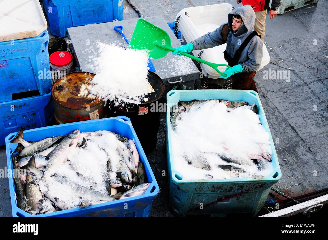 Ein Fischer Eis breitet sich über Chum Lachs (Oncorhynchus Keta), die in Containern auf einem Fisch-Boot in Cowichan Bay übertragen worden sind, Stockfoto
