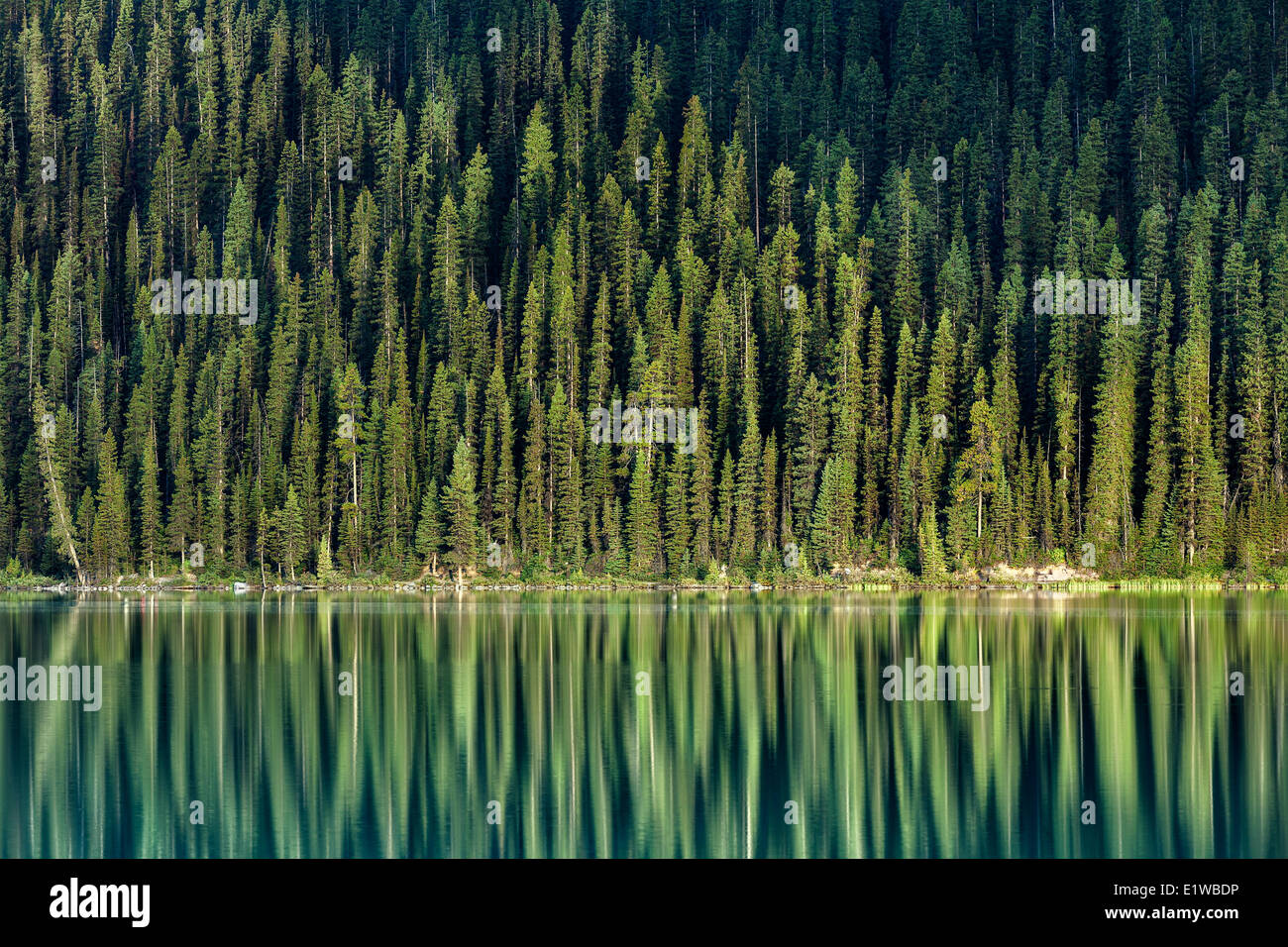 Immergrüne Bäume Reflexion, Lake Louise, Banff Nationalpark, Alberta, Kanada Stockfoto