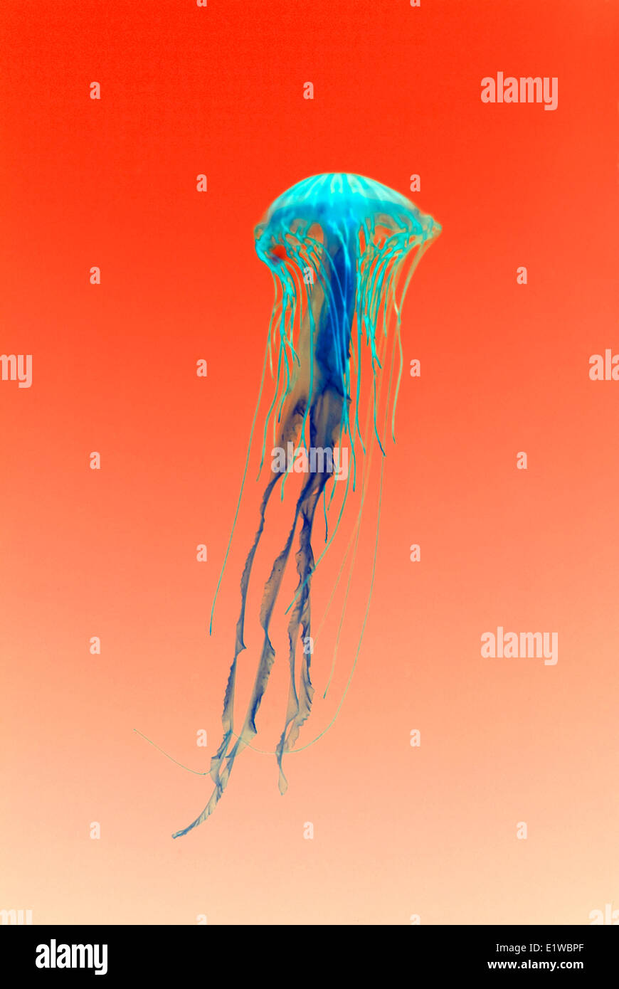 Jelly Fische im Vancouver Aquarium, British Columbia, Kanada Stockfoto