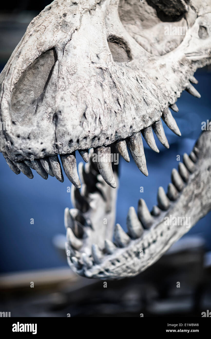 Tyrannosaurus Rex Dinosaurier-Skelett, Royal Tyrrell Museum, Drumheller, Alberta, Kanada Stockfoto