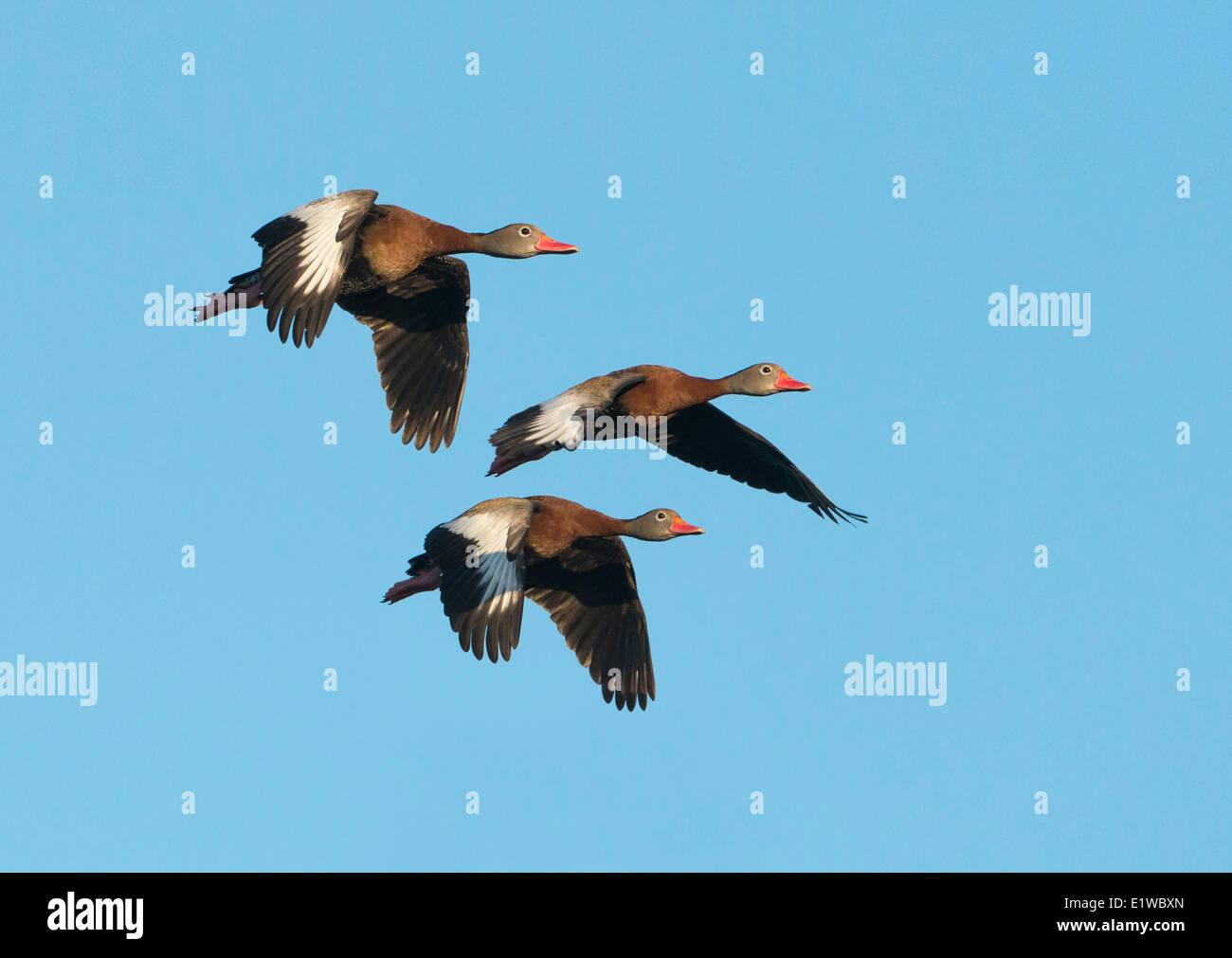 Schwarzbäuchigen Pfeifen Enten (Dendrocygna Autumnalis) - Venedig Rookery, Florida Stockfoto