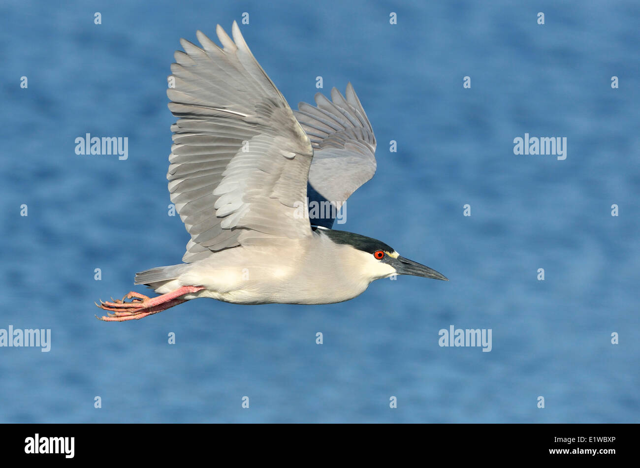 Schwarz-gekrönter Nachtreiher (Nycticorax Nycticorax) - Venedig Rookery Florida Stockfoto