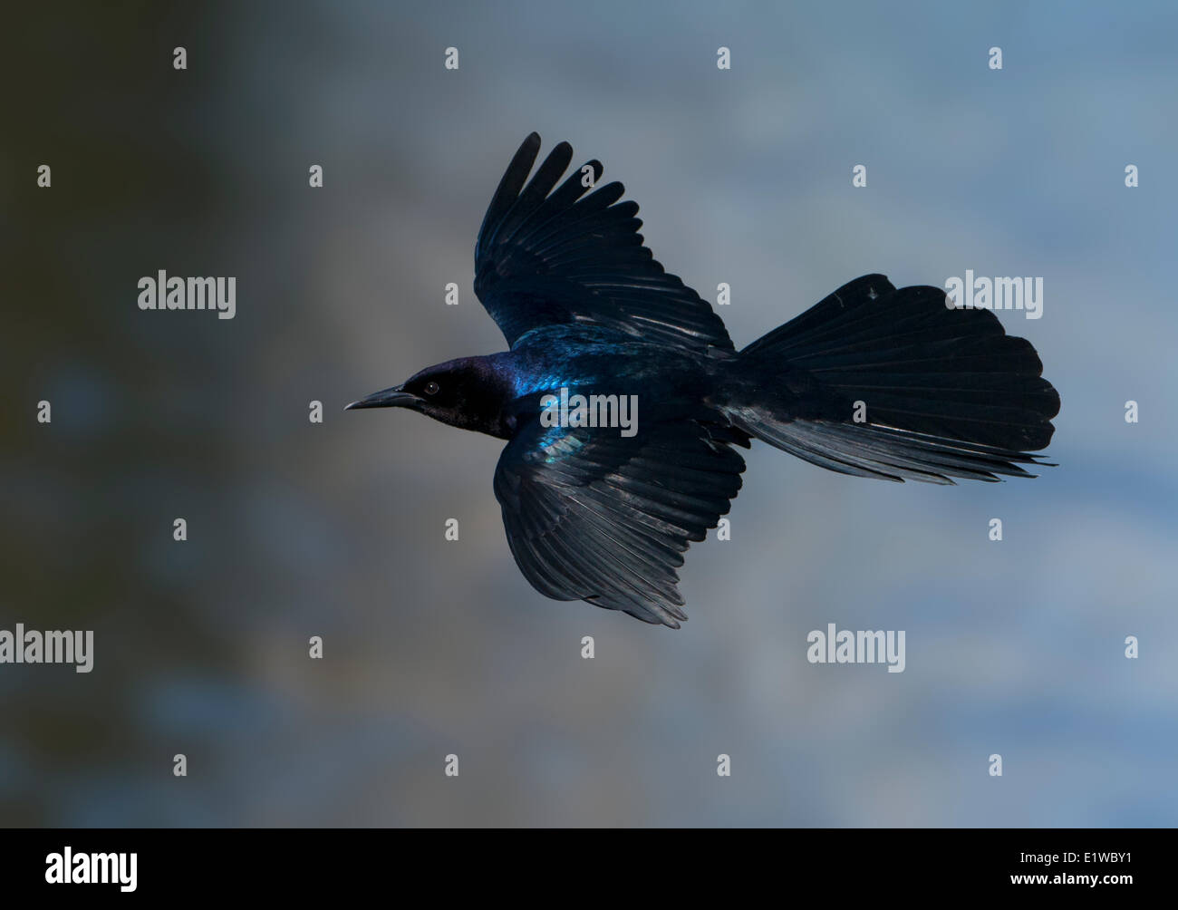 Boot-angebundene Grackle (Quiscalus großen) - venezianischen Gärten, Leesburg Florida Stockfoto