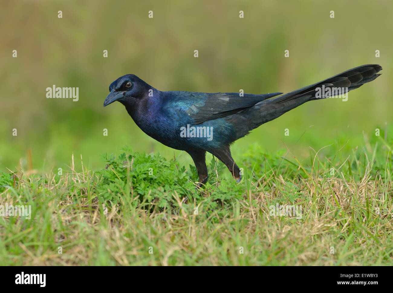 Boot-angebundene Grackle (Quiscalus großen) - venezianischen Gärten, Leesburg Florida Stockfoto
