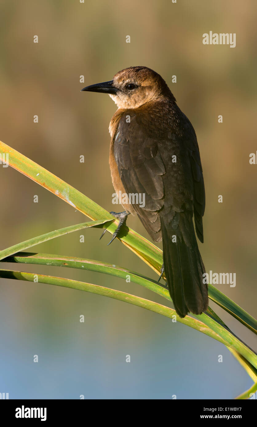 Boot-angebundene Grackle (Quiscalus großen) - venezianischen Gärten, Leesburg Florida Stockfoto
