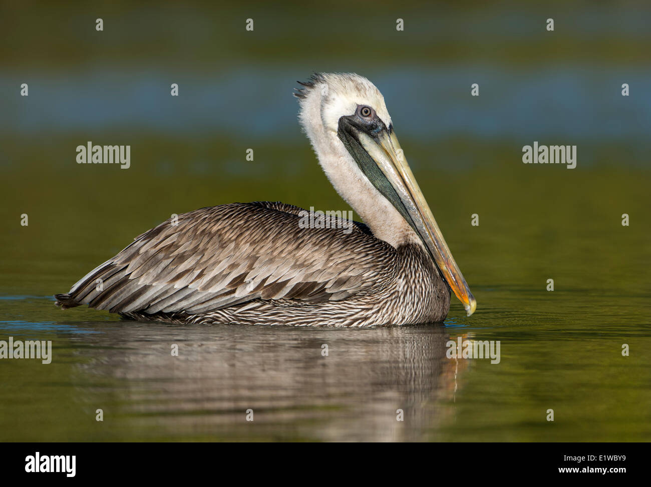 Brauner Pelikan (Pelecanus Occidentalis) - Fort Myers Beach, Florida Stockfoto